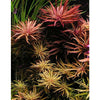 Limnophila aromatica 'Mini' - Best4Pets