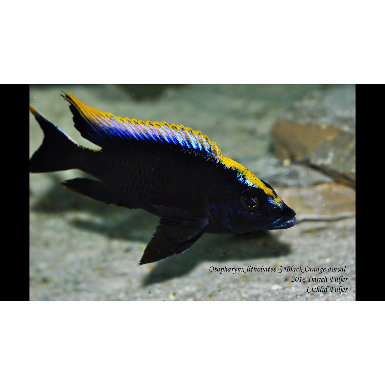 Black friday fish tank hotsell deals 2018