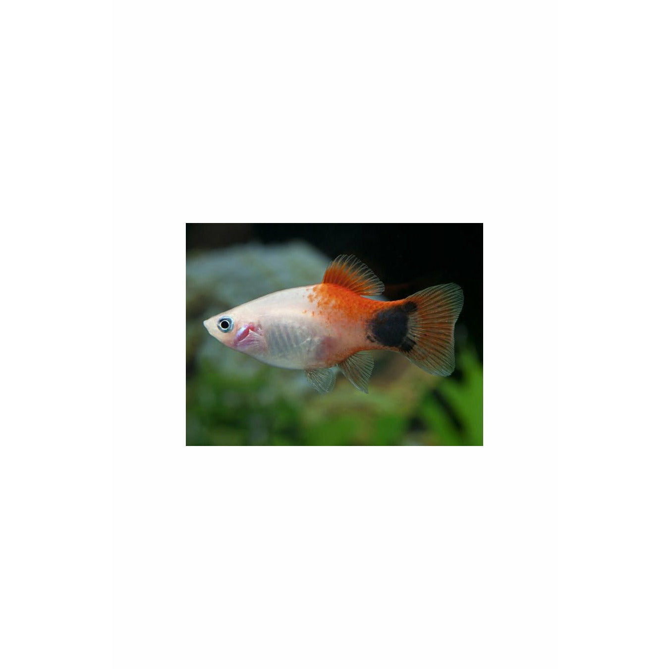 Mickey Mouse Platy