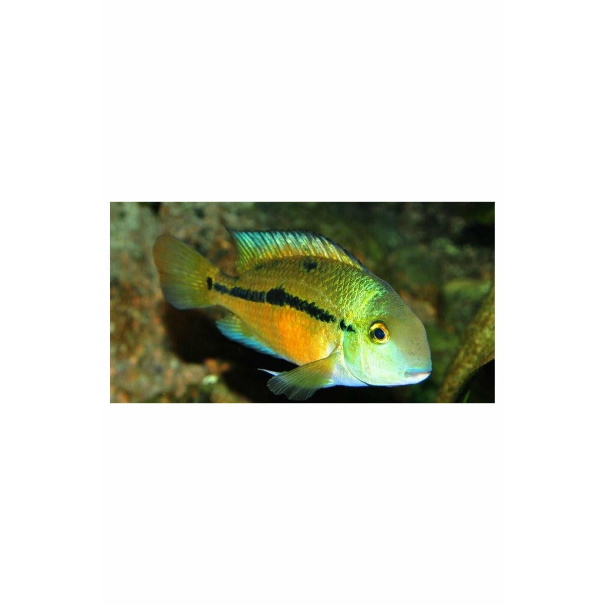 Macaw Cichlid 1.75"-2"