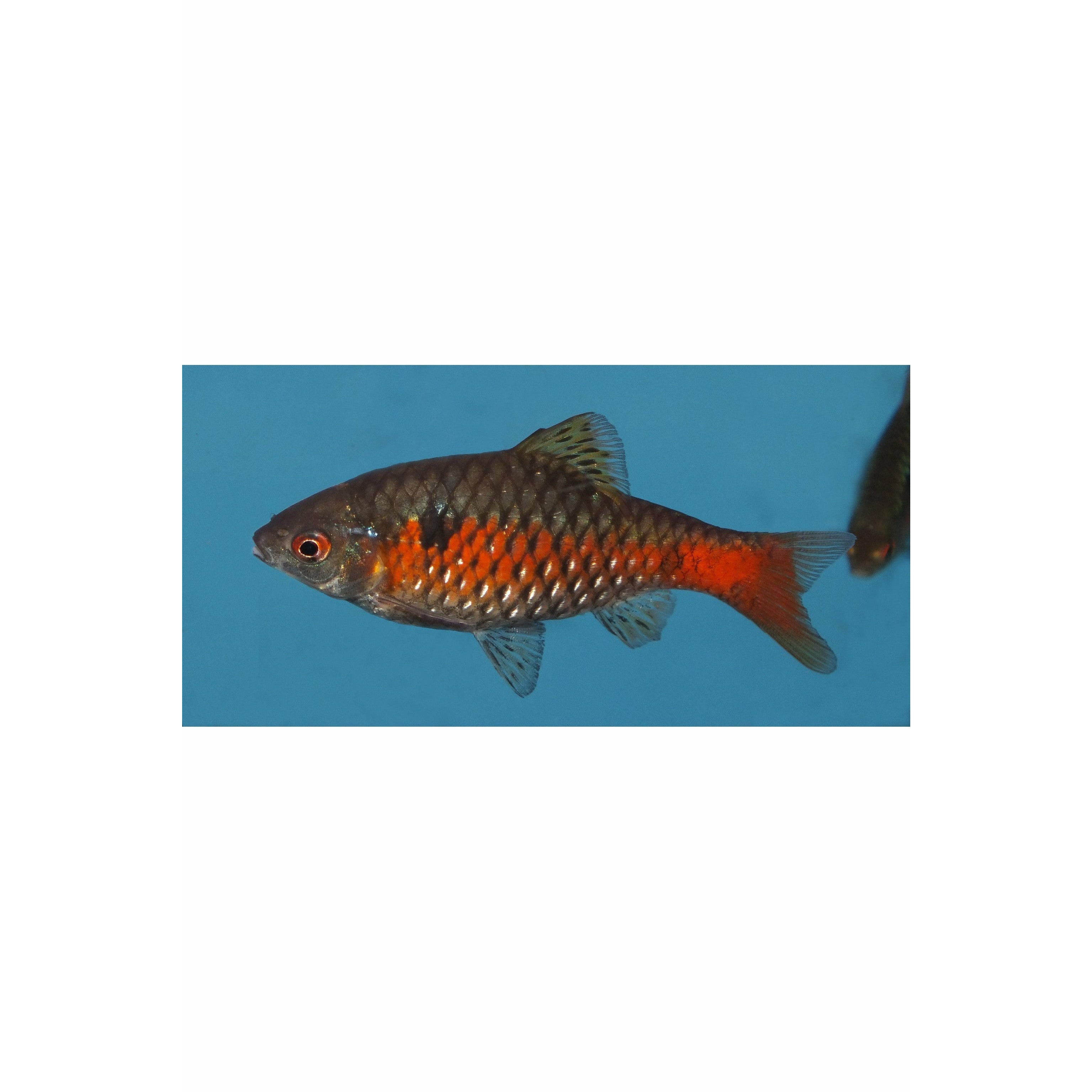 Odessa Barb