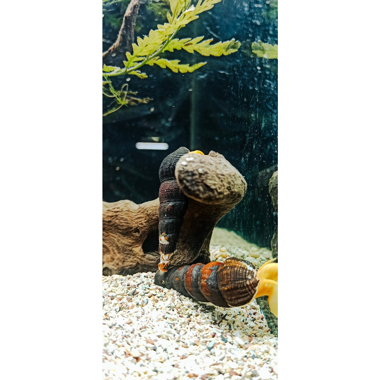 Orange Rabbit Snail