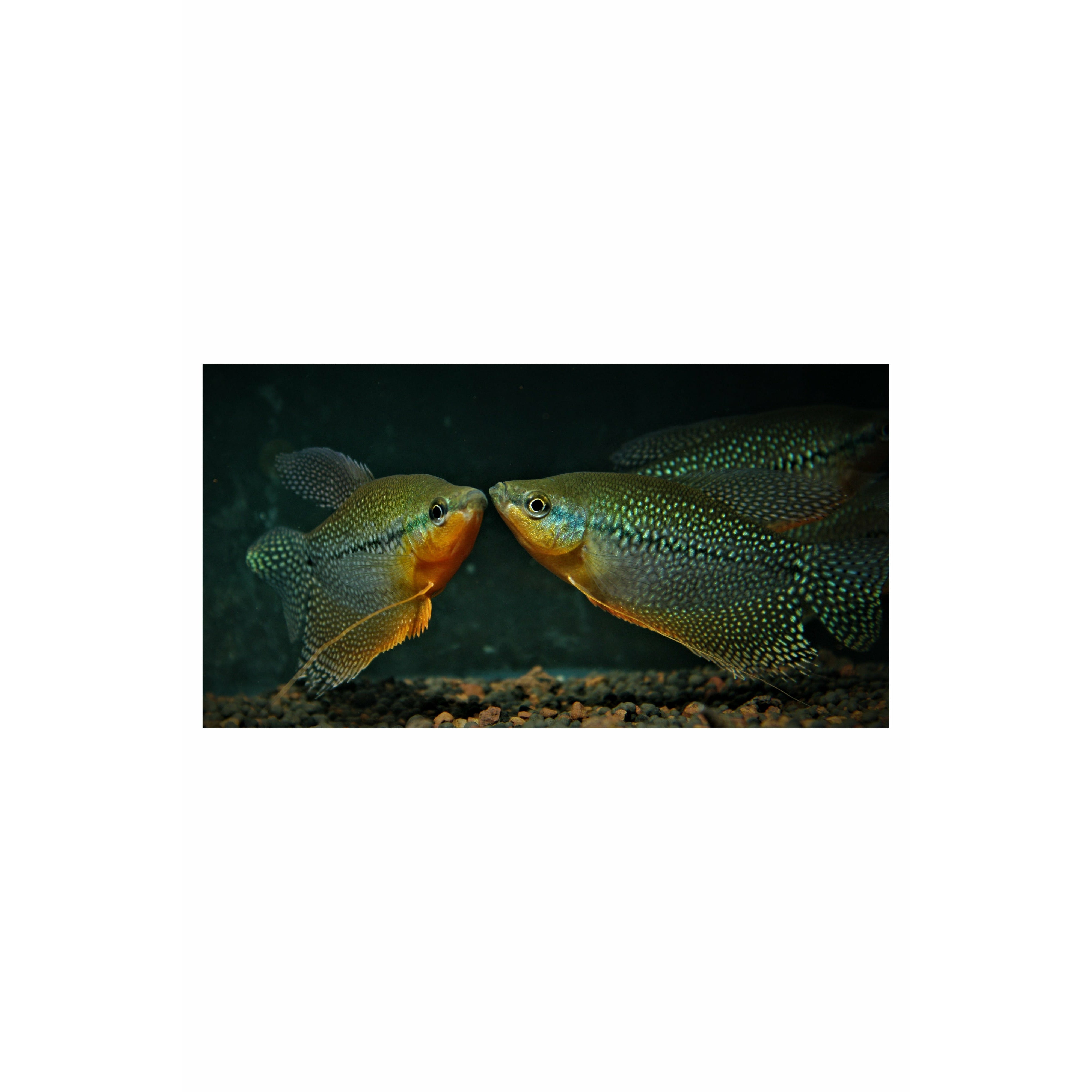 Pearl Gourami, 2"