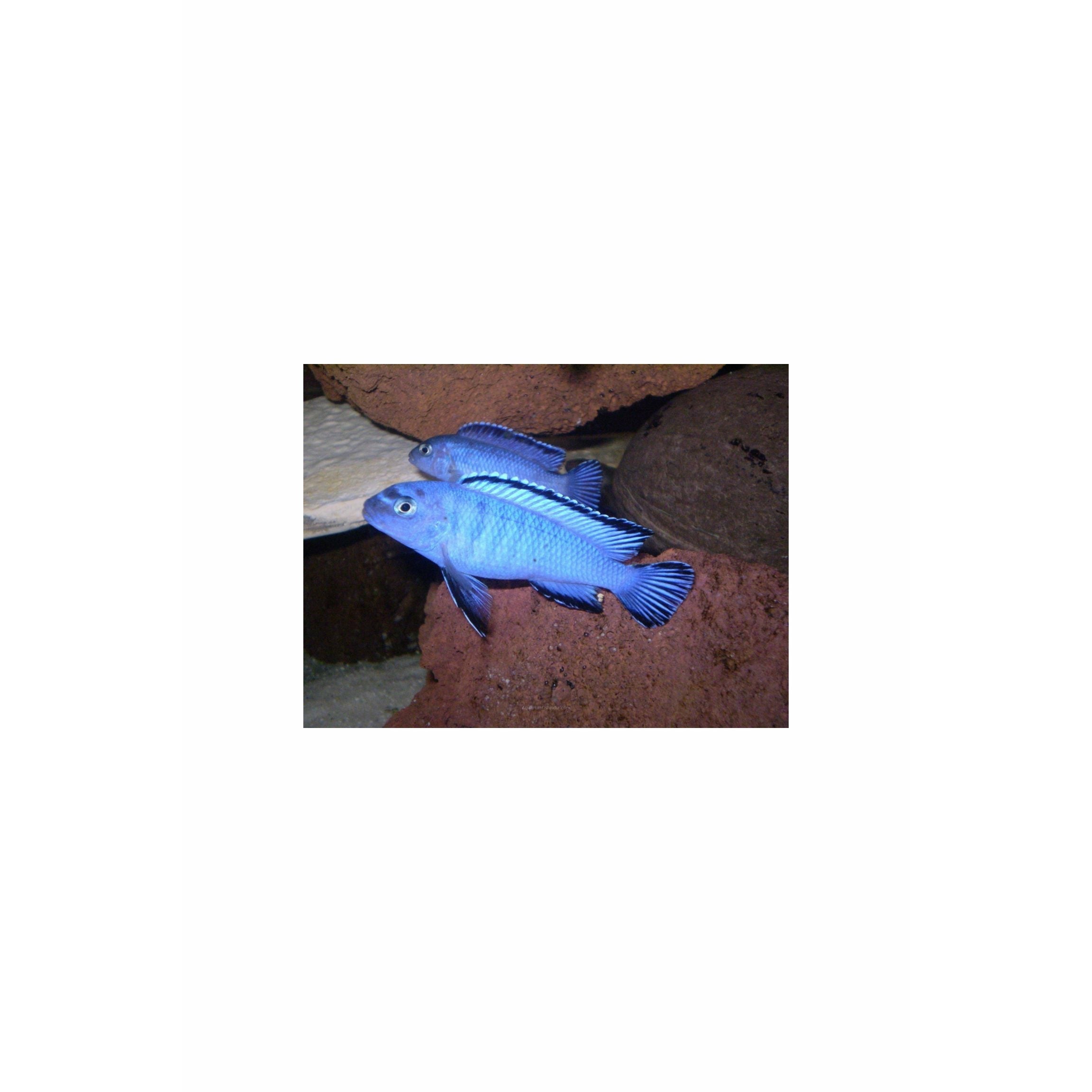 Powder Blue Cichlid. (Pseudotropheus socolofi) 2.5-3"