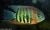 Red Shoulder Severum A Grade 4inch