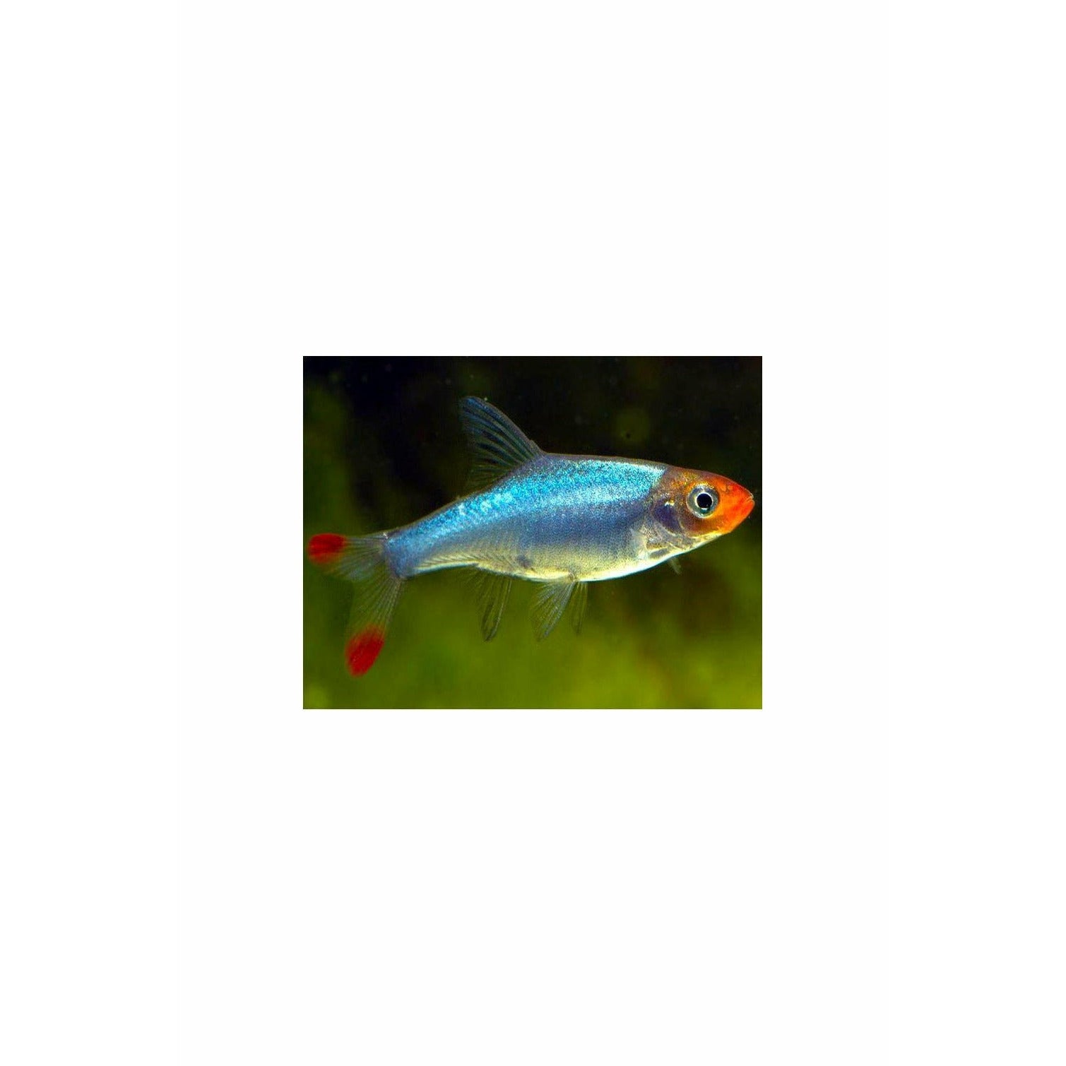 Sawba Rasbora