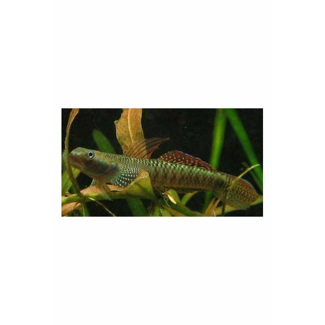 Rainbow Stiphodon Goby (Stiphodon ornatus)