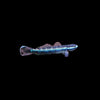 Electric Blue Neon Dwarf Goby (Stiphodon atropurpureus)