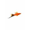 Mix Swordtail