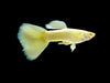 Albino Golden Guppy (Pair)