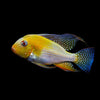 Albino Threadfin Acara 5" A GRADE (Import)(Short Body)