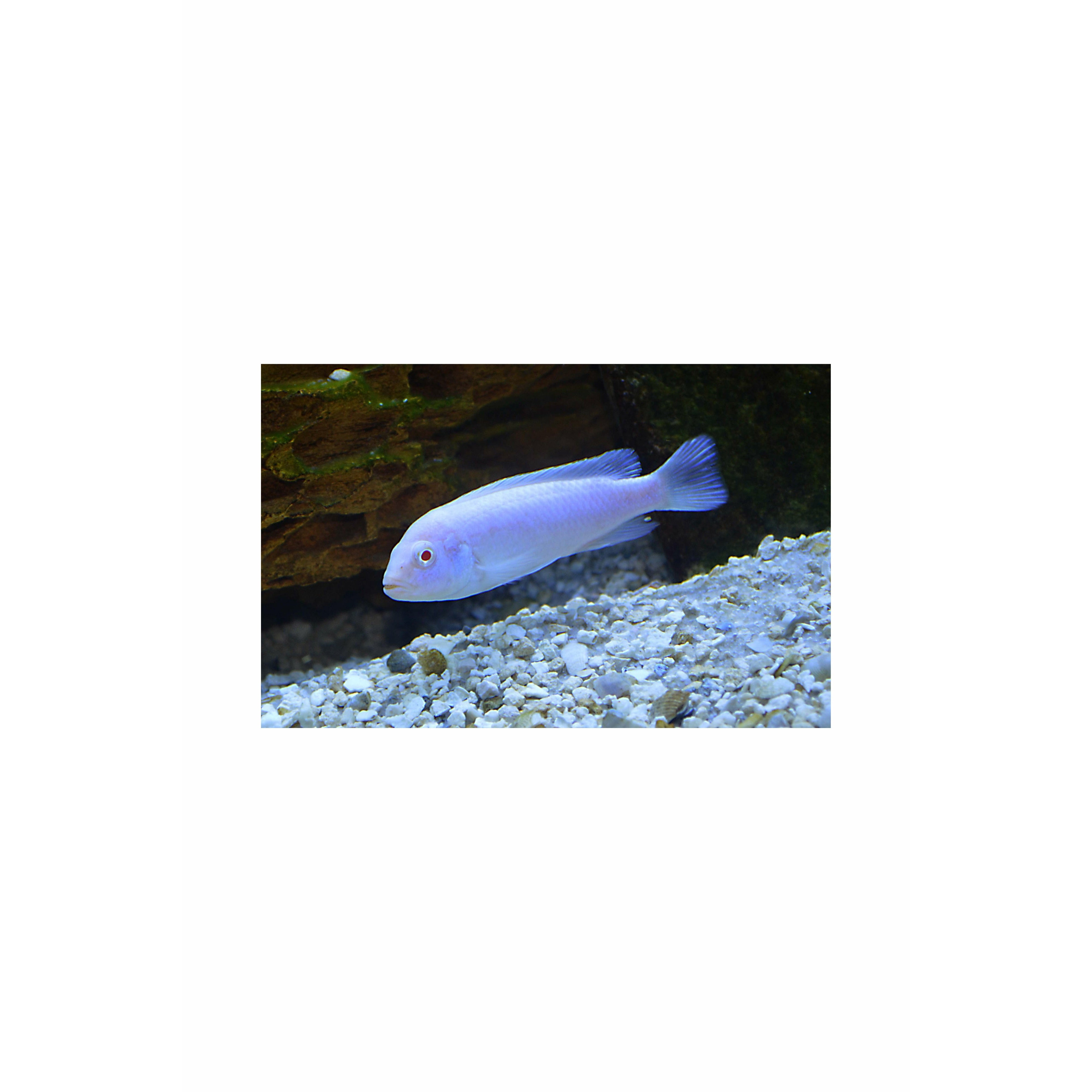 Snow White Cichlid / Pseudotropheus socolofi albino 2.5"-3"