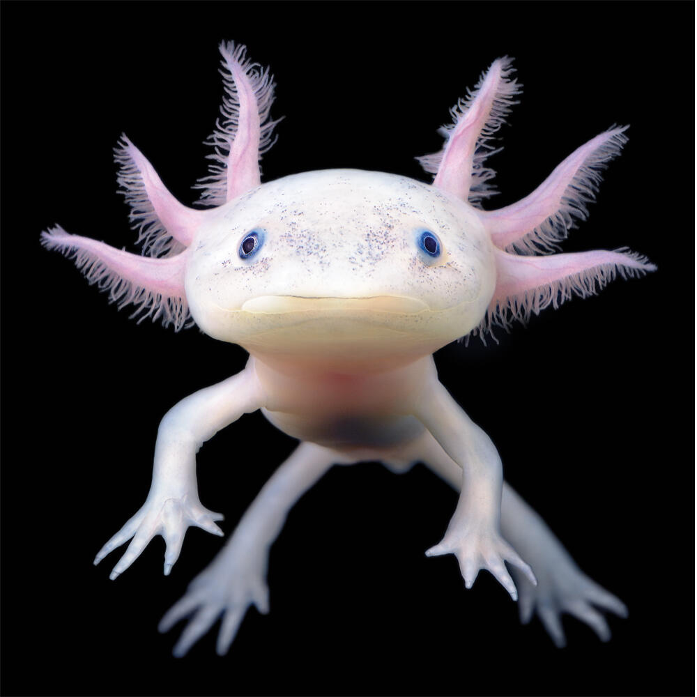 Axolotl 7" - Best4Pets