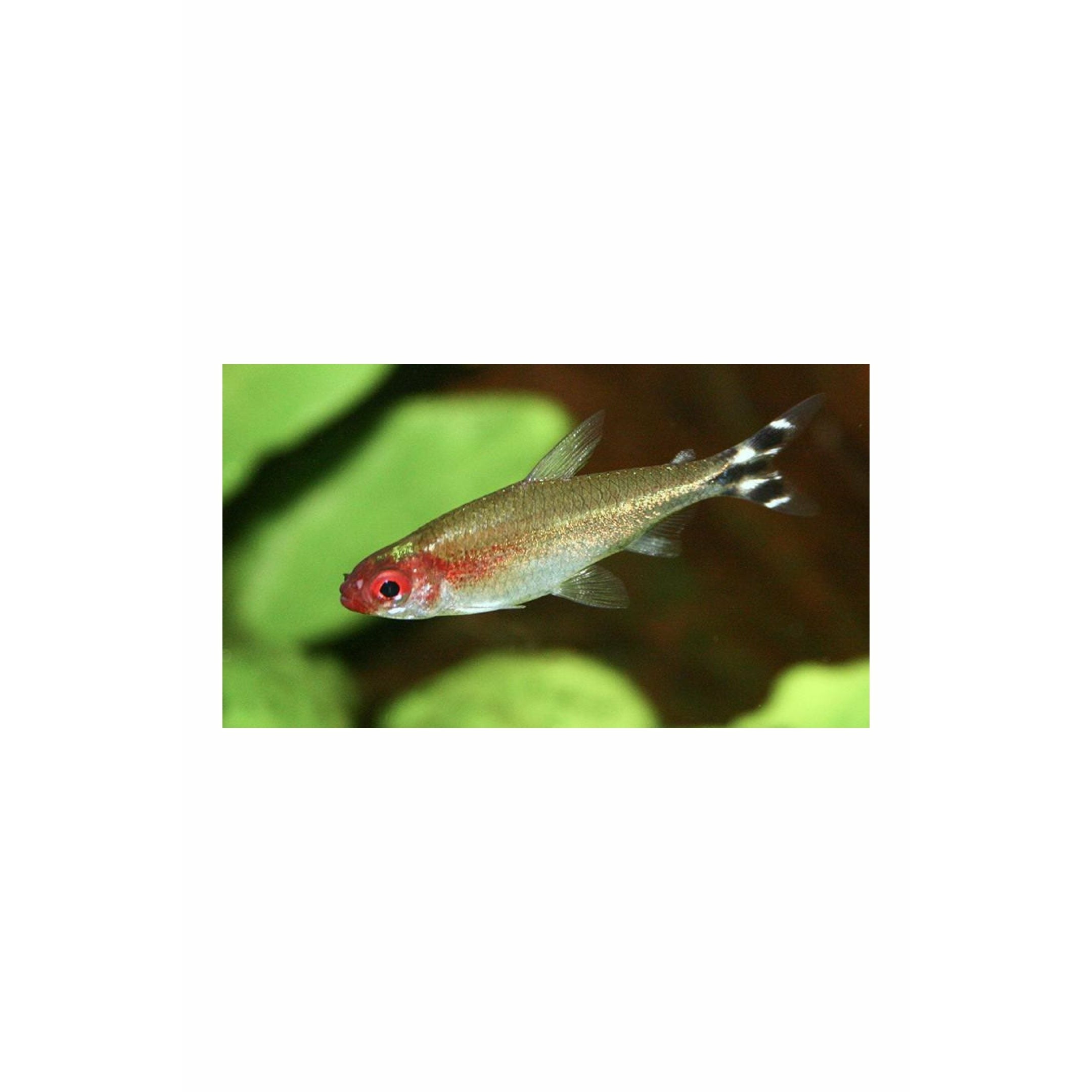 Rummynose Tetra