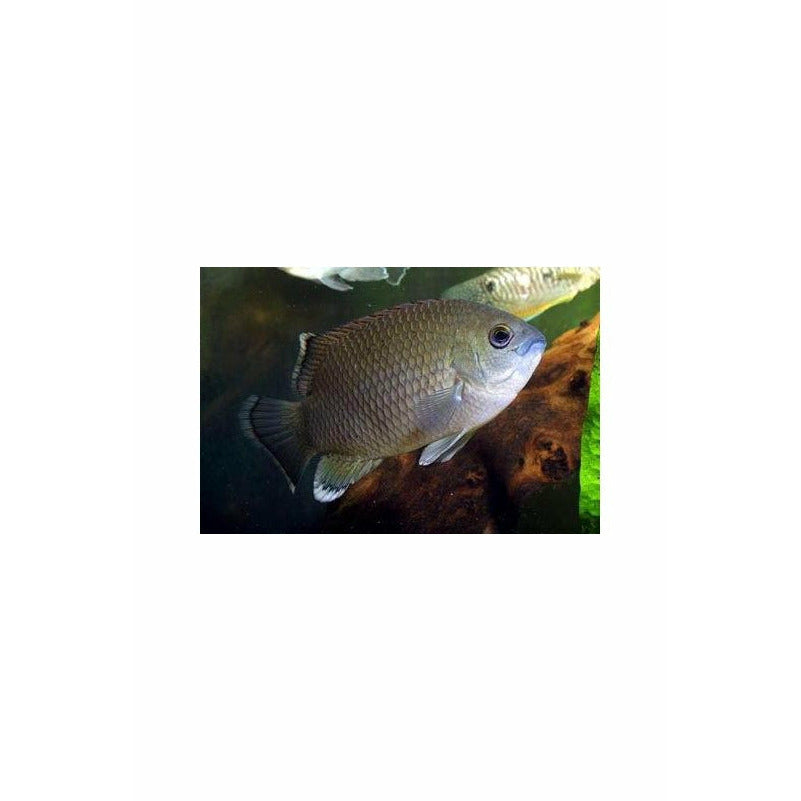 Pristolepis marginatus (Malabar Leaf fish)