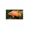 Strawberry Cichlid Blackeye 4.5"