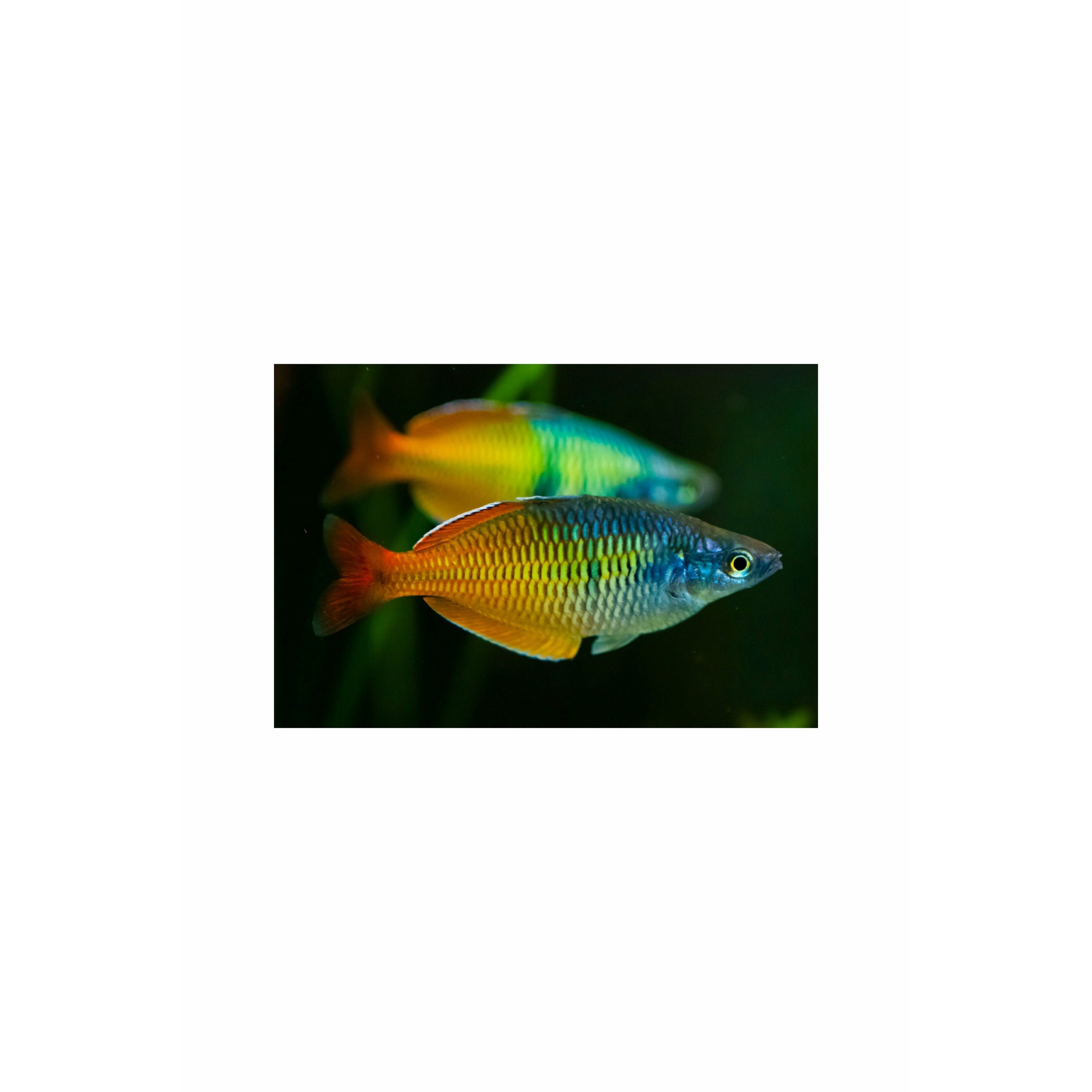 Boesemani Rainbow 3inch