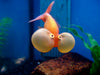 Orange Bubble Eye Goldfish 3.5"