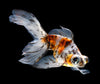 Calico Telescope Eye Goldfish 2.5"