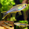 Celebes Rainbowfish