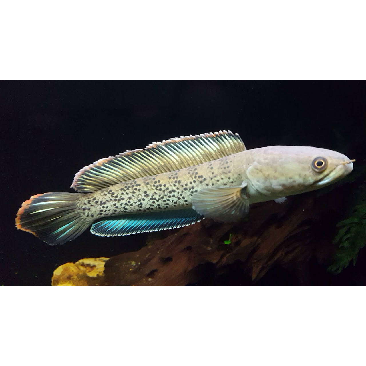 Channa stewartii 6"+