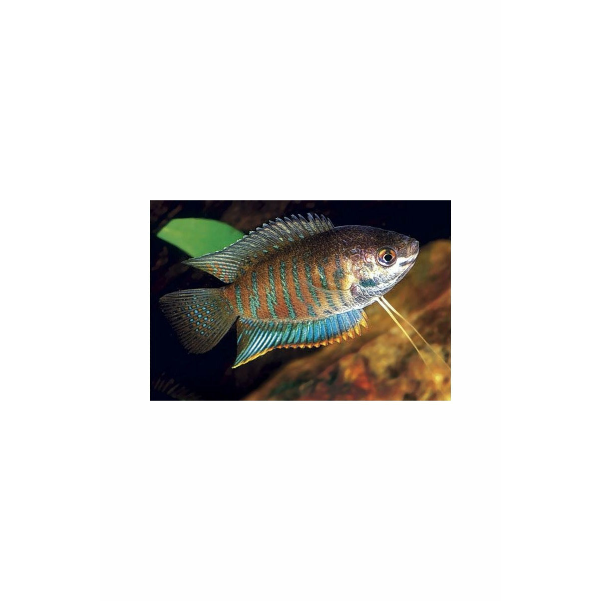 Banded Gourami, Trichogaster fasciata, Wild, 2-2.5"