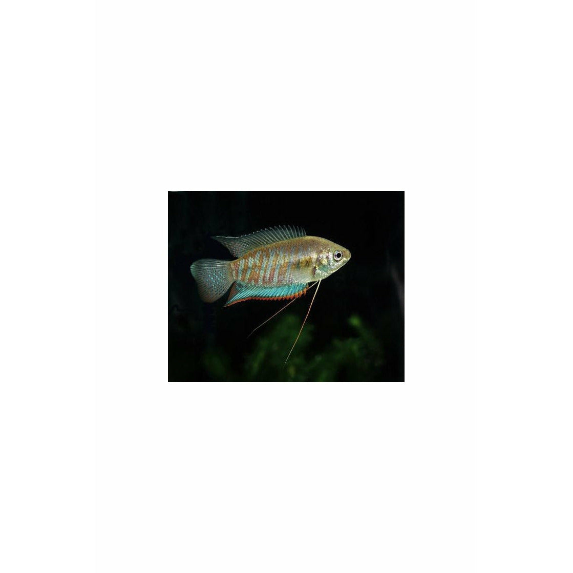 Banded Gourami, Trichogaster fasciata, Wild, 2-2.5"