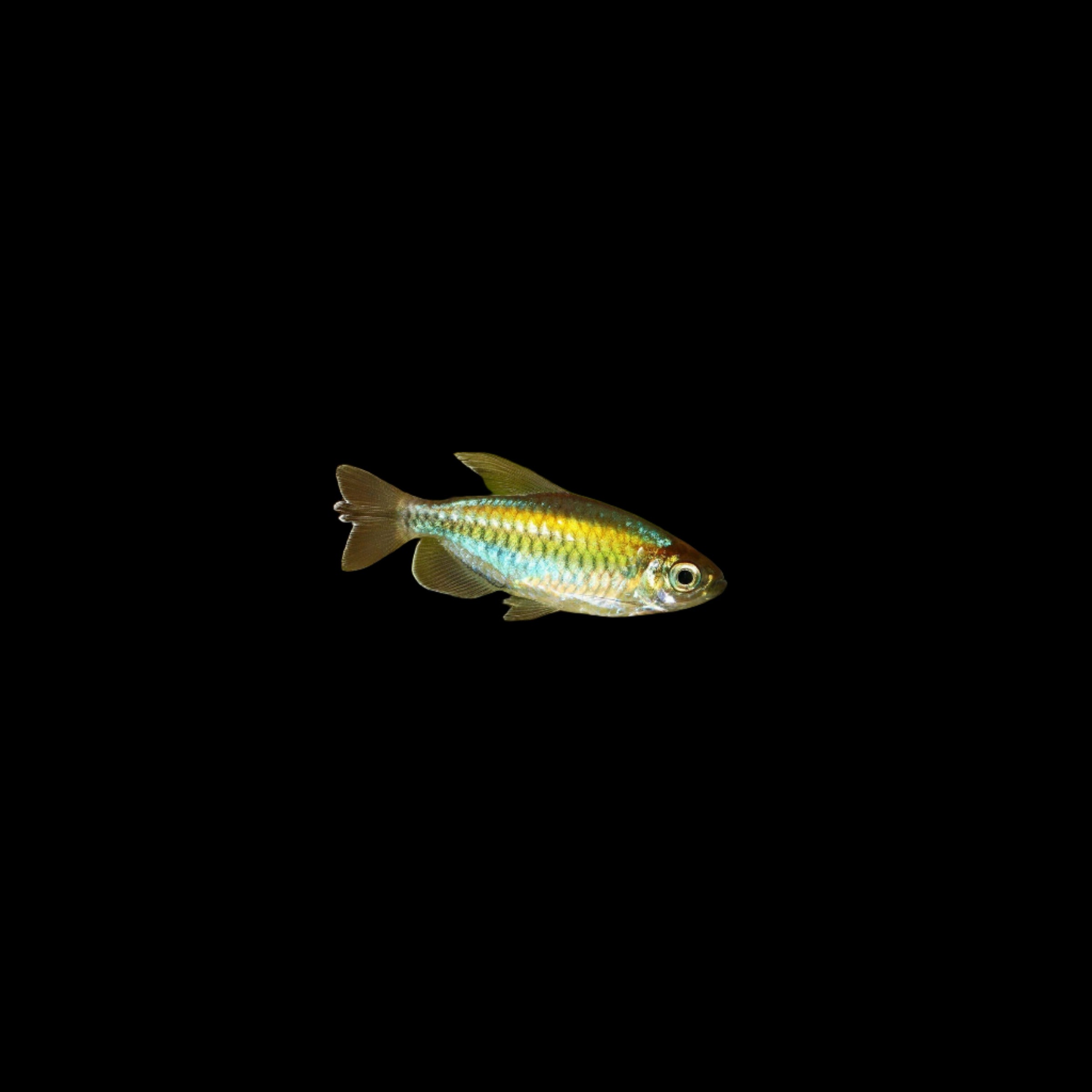 Congo Tetra 4cm