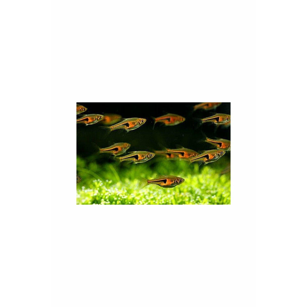 Rasbora espei