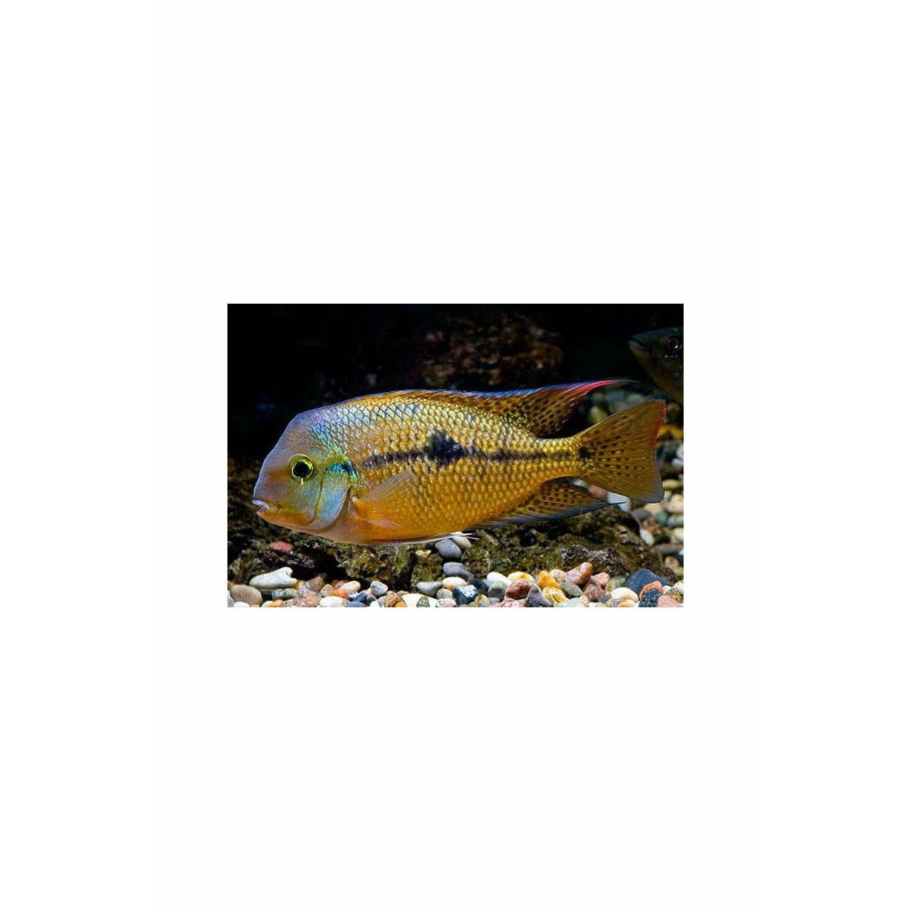 Macaw Cichlid 1.75"-2"