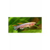 Gardneri killifish Large