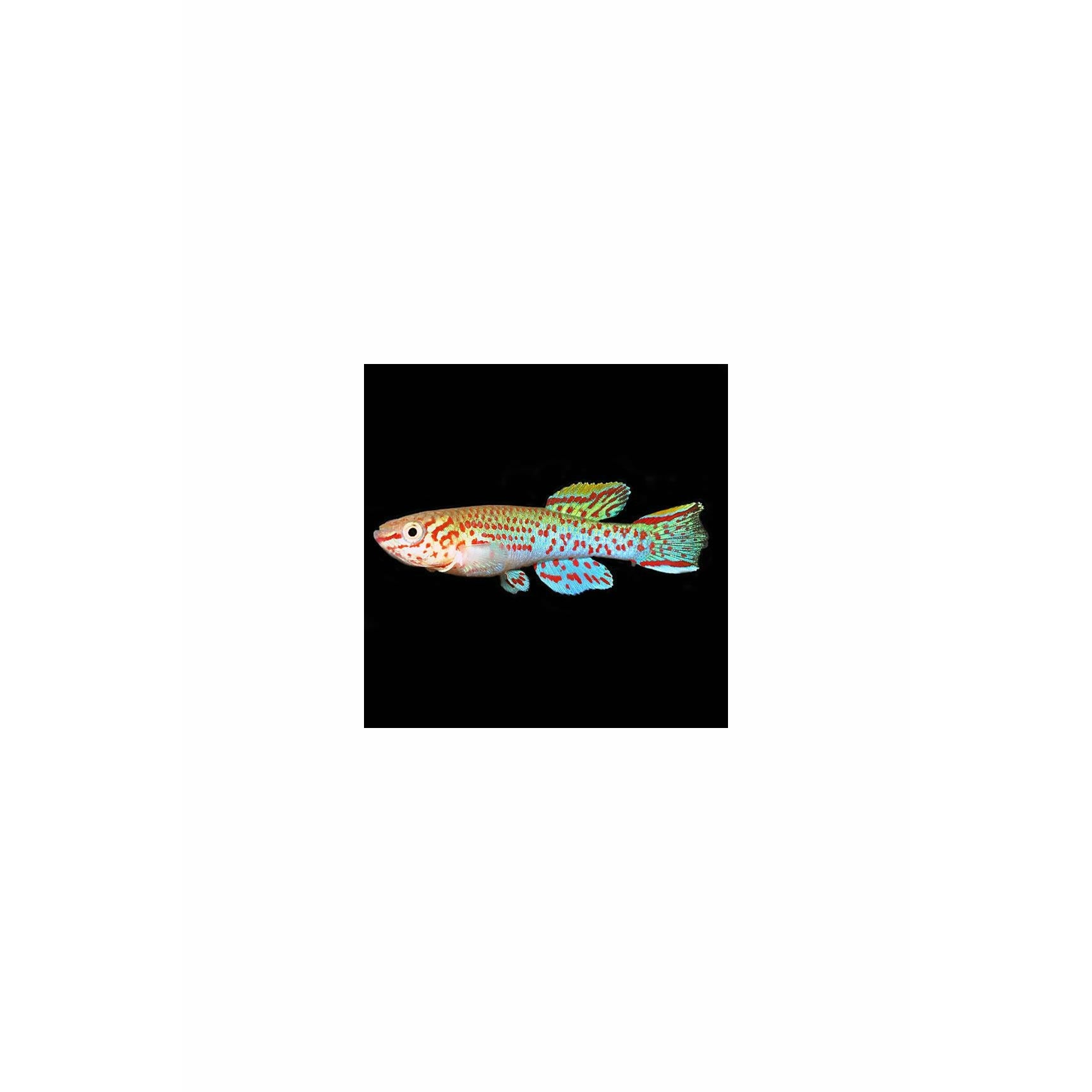 Gardneri killifish Large