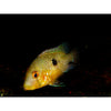 Pearl Eartheater / Geophagus brasiliensis 2-2.5inch