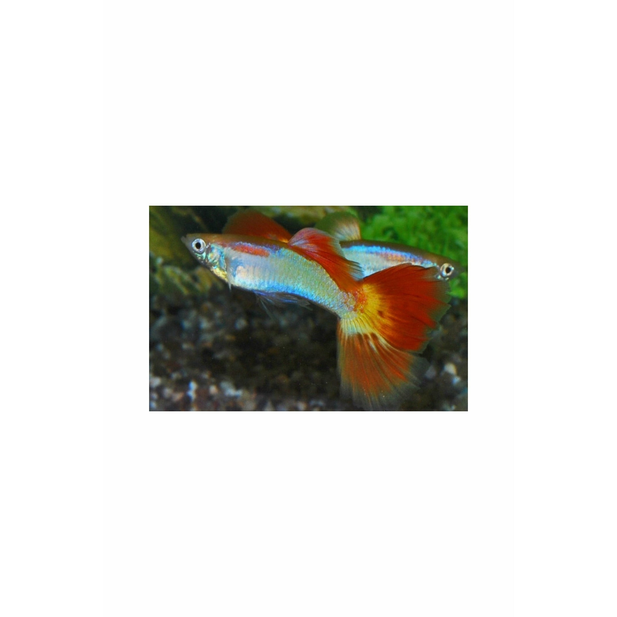 German Sunset Guppy 2", Jumbo