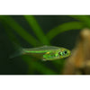 Green Rasbora - Best4Pets