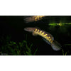 Golden Cobra Snakehead