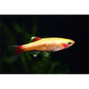 Golden Mountain Minnow