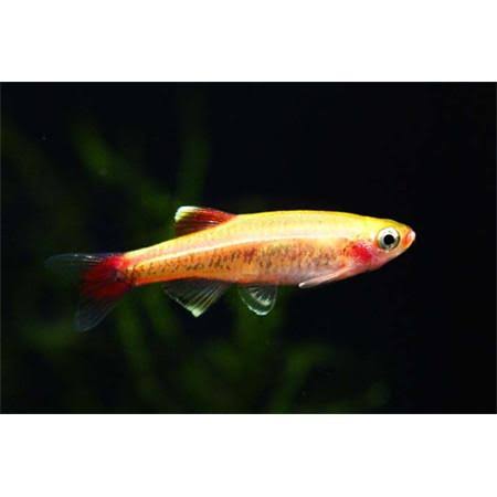 Golden Mountain Minnow