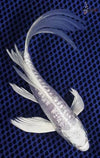 Platinum Ogon / Milky White Koi Carp 5-6inch