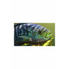 Jack Dempsey cichlid / Rocio octofasciata 4"