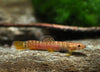 Kodagu loach