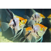 Red Koi Ghost Angelfish ML (Pair)