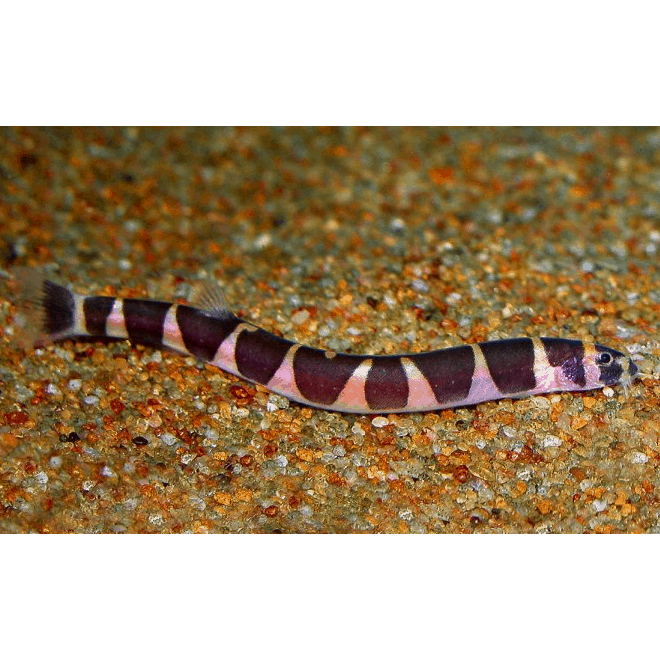 Kuhli Loach