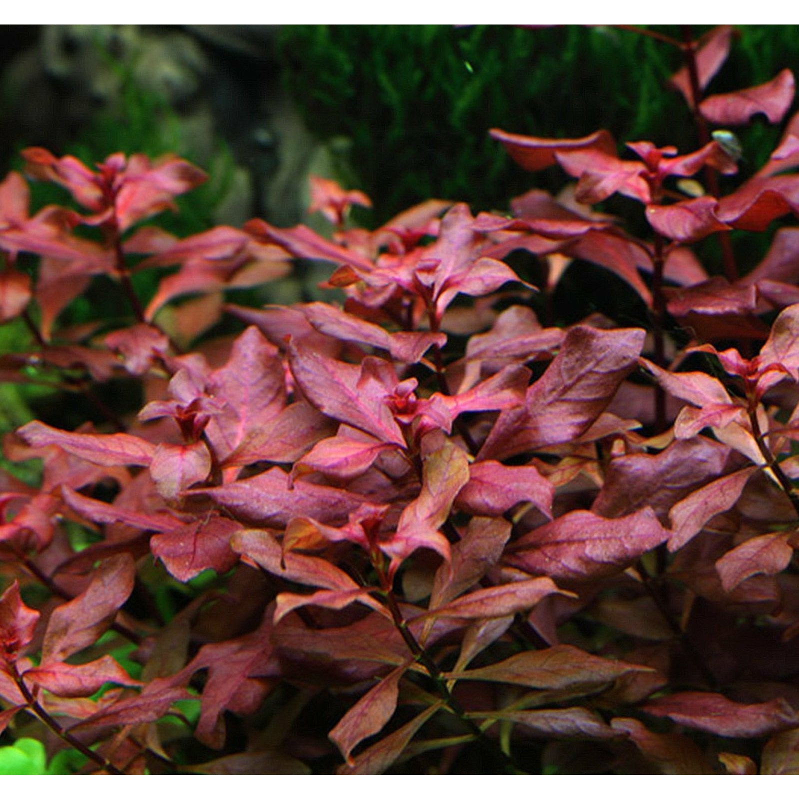 Ludwigia repens "Super Red" TC - Best4Pets