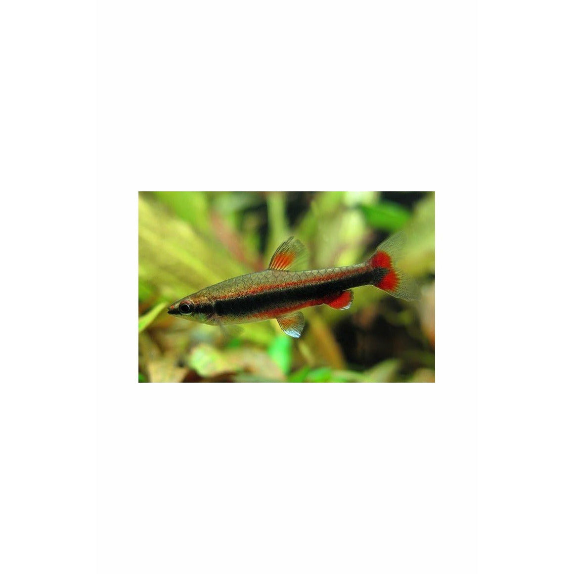 Red Beckfordi Pencilfish