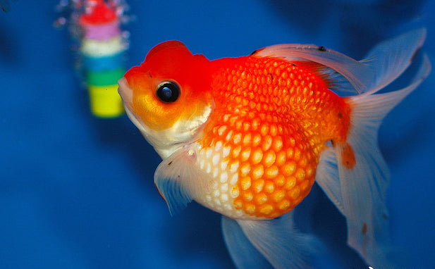 Oranda Pearlscale Goldfish 4 – Best4Pets
