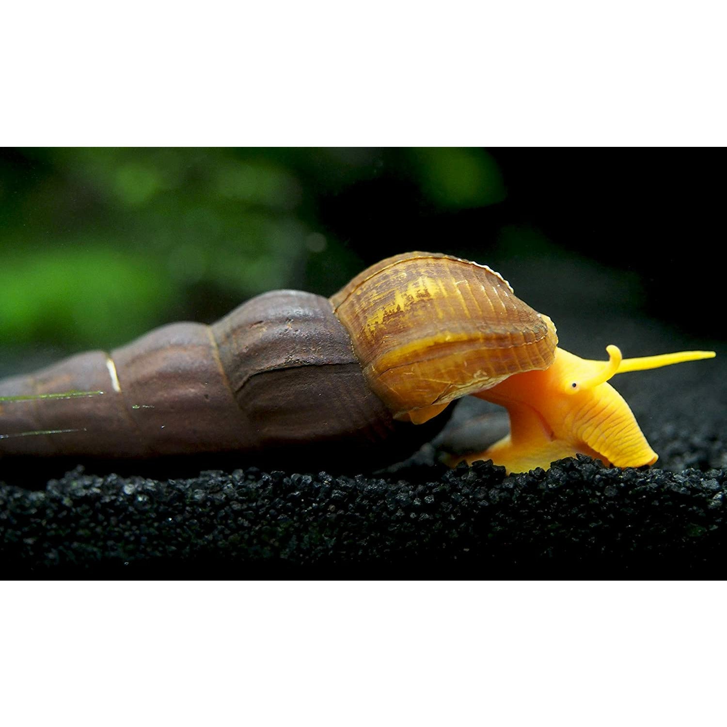 Orange Rabbit Snail