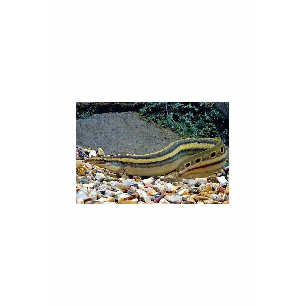 Peaock eel / Macrognathus aculeatus 5"- 6"