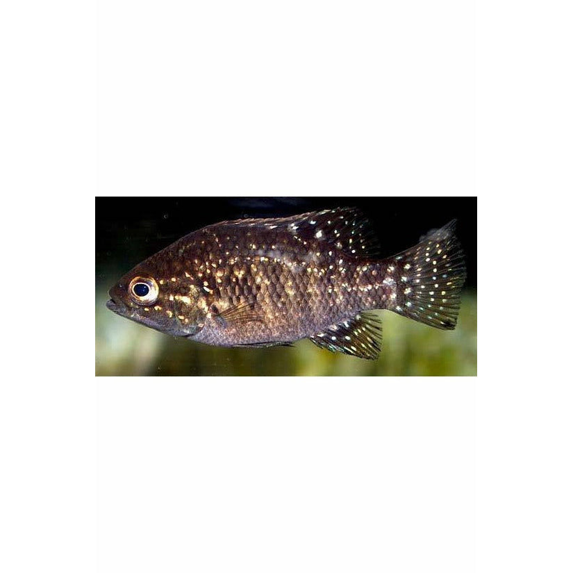 Paratilapia polleni, 2.5"