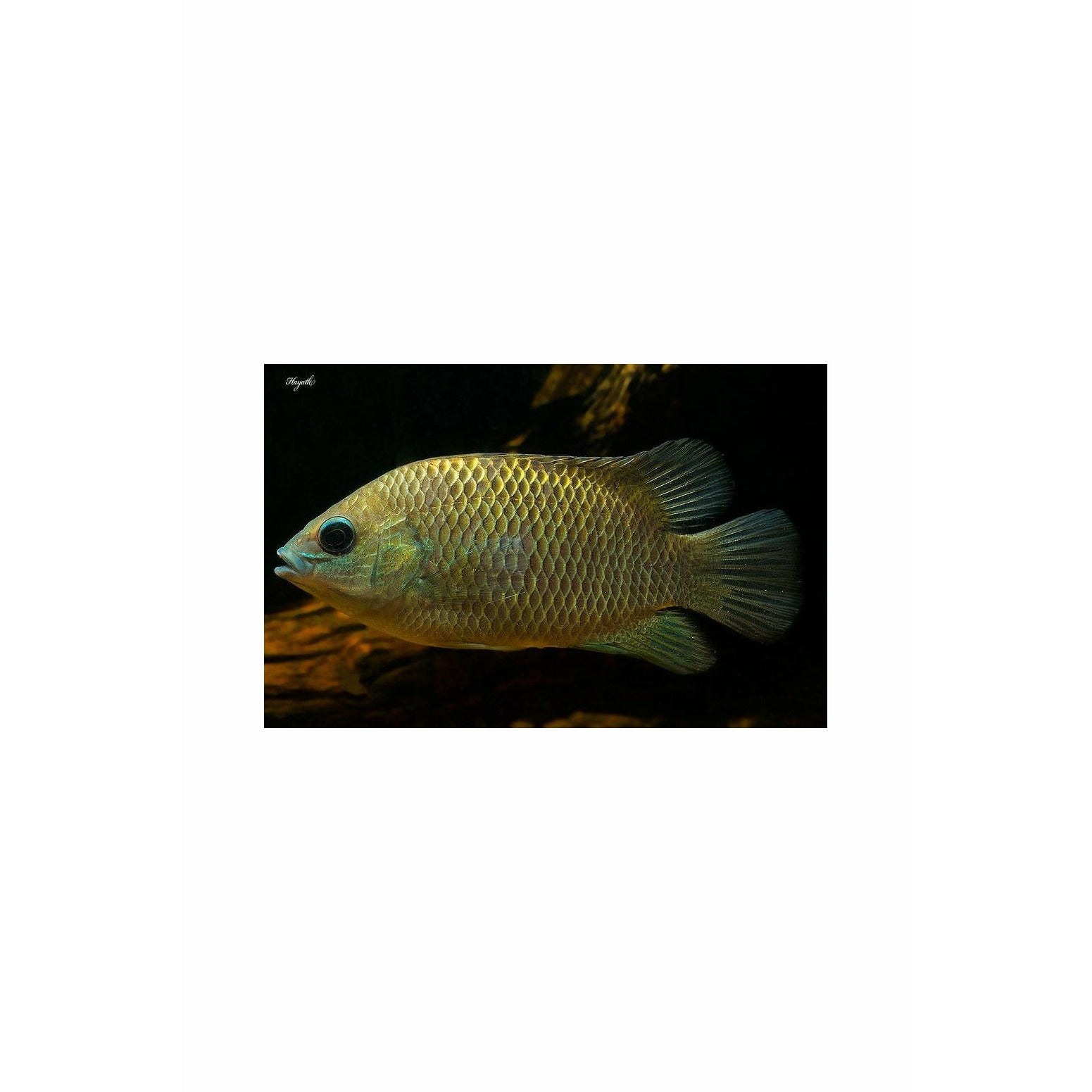 Pristolepis marginatus (Malabar Leaf fish)